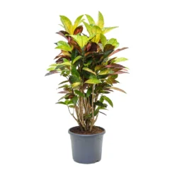 Codiaeum Iceton - Croton -Outlet The Ever Sprout Store Codiaeum Iceton Croton 110cm