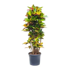 Codiaeum Iceton - Croton -Outlet The Ever Sprout Store Codiaeum Iceton Croton 135cm