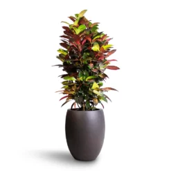 Codiaeum Iceton - Croton -Outlet The Ever Sprout Store Codiaeum Iceton Croton 27x110cm Grigio Tall Balloon Planter Rusty Iron Concrete 40x50cm