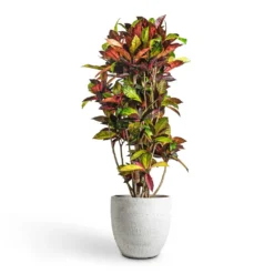 Codiaeum Iceton - Croton -Outlet The Ever Sprout Store Codiaeum Iceton Croton 30x130cm Cas Plant Pot Cool Grey 36x32cm