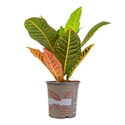 Codiaeum Petra - Croton -Outlet The Ever Sprout Store Codiaeum Petra Croton 13x40cm