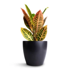 Codiaeum Petra - Croton -Outlet The Ever Sprout Store Codiaeum Petra Croton 13x40cm Sven Plant Pot Black 18x16cm 11c0f456 87bf 4987 9726 9c1392ed85eb
