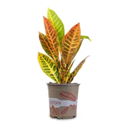 Codiaeum Petra - Croton -Outlet The Ever Sprout Store Codiaeum Petra Croton 13x40cm 2