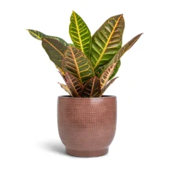 Codiaeum Petra - Croton -Outlet The Ever Sprout Store Codiaeum Petra Croton 17x45cm Lykke Plant Pot Chestnut 21x20cm da0c0d12 d5af 4aaf a020 9069d1fa1b37