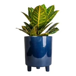 Codiaeum Petra - Croton -Outlet The Ever Sprout Store Codiaeum Petra Croton 17x45cm Pisa Plant Pot Navy 20x24cm 3a9cf00d 730d 4336 b596 dc25295452d4