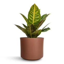 Codiaeum Petra - Croton -Outlet The Ever Sprout Store Codiaeum Petra Croton 17x45cm Prague Plant Pot Mocha 20x18cm a101cc72 b61f 4f72 b8d2 d1fe33eb9931