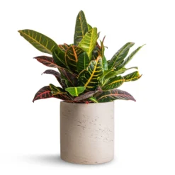 Codiaeum Petra - Croton -Outlet The Ever Sprout Store Codiaeum Petra Croton 17x45cm Puk Plant Pot Grey Washed 20x20cm