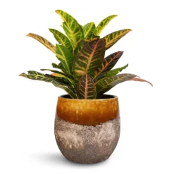 Codiaeum Petra - Croton -Outlet The Ever Sprout Store Codiaeum Petra Croton 17x50cm Lindy Plant Pot Ochre 23x20cm