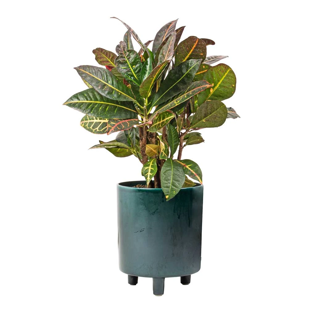 Pisa Plant Pot - Emerald 2 Pisa Plant Pot - Emerald - Image 2