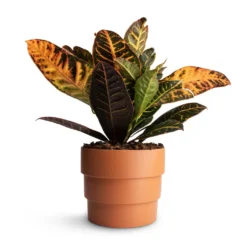Codiaeum Petra - Croton -Outlet The Ever Sprout Store Codiaeum Petra Croton 17x50cmBoston Tiered Plant Pot Terracotta 19x16cm