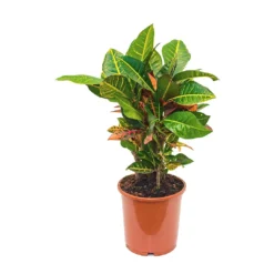 Codiaeum Petra - Croton -Outlet The Ever Sprout Store Codiaeum Petra Croton 21x60cm