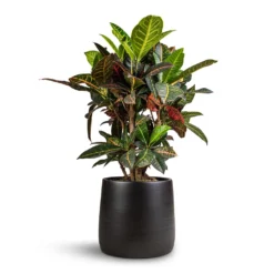 Codiaeum Petra - Croton -Outlet The Ever Sprout Store Codiaeum Petra Croton 21x60cm Akemi Plant Pot Carbon Black 27x25cm