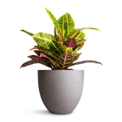 Codiaeum Petra - Croton -Outlet The Ever Sprout Store Codiaeum Petra Croton 21x60cm Coral Refined Planter Clouded Grey 25x21cm 0e0b7e2e 0c31 4143 9b4c 87ce07b91166
