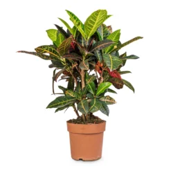 Codiaeum Petra - Croton -Outlet The Ever Sprout Store Codiaeum Petra Croton 21x60cm 41da8c33 a678 4314 b7d3 b766e24ec78b