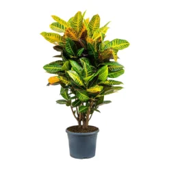 Codiaeum Petra - Croton -Outlet The Ever Sprout Store Codiaeum Petra Croton 29x110cm