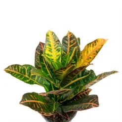 Codiaeum Petra - Croton -Outlet The Ever Sprout Store Codiaeum Petra Croton Leaves