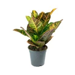 Codiaeum Petra - Croton -Outlet The Ever Sprout Store Codiaeum Petra Croton ed213919 e3d8 404d ba71 4086454c2f0a