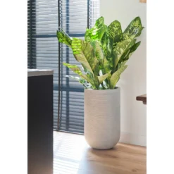 Cody Plant Vase - Ridged Cement -Outlet The Ever Sprout Store Cody Plant Vase Ridged Cement Dieffenbachia