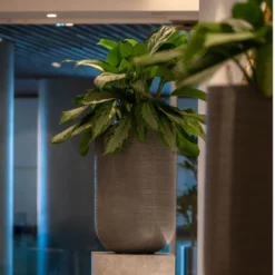 Cody Plant Vase - Ridged Dark Grey -Outlet The Ever Sprout Store CodyPlantVase RidgedDarkGrey 6