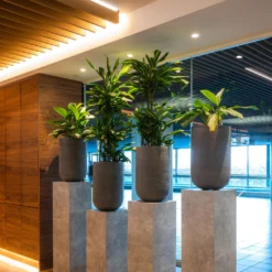 Cody Plant Vase - Ridged Dark Grey -Outlet The Ever Sprout Store CodyPlantVase RidgedDarkGrey 8