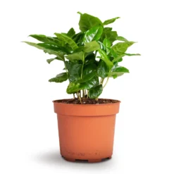 Coffea Arabica - Coffee Plant -Outlet The Ever Sprout Store Coffea arabica Coffee Plant 12x35cm