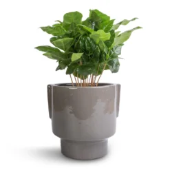 Coffea Arabica - Coffee Plant -Outlet The Ever Sprout Store Coffea arabica Coffee Plant 12x35cm Aries Handles Plant Pot Charcoal 14x15cm