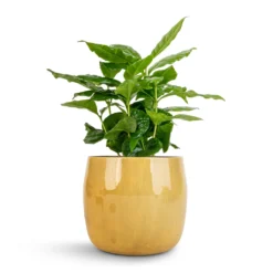 Coffea Arabica - Coffee Plant -Outlet The Ever Sprout Store Coffea arabica Coffee Plant 12x35cm Babet Plant Pot Camel 14x12cm 1