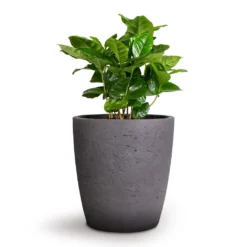 Coffea Arabica - Coffee Plant -Outlet The Ever Sprout Store Coffea arabica Coffee Plant 12x35cm Gerben Plant Pot Black Washed 15x16cm
