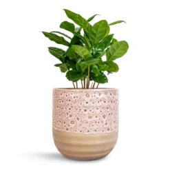 Coffea Arabica - Coffee Plant -Outlet The Ever Sprout Store Coffea arabica Coffee Plant 12x35cm Ocean Glaze Plant Pot Morganite 13x13cm 683a92ef 07b4 4c7c 95cc a6339b8f17d6