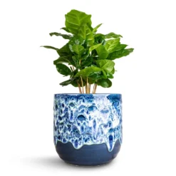 Coffea Arabica - Coffee Plant -Outlet The Ever Sprout Store Coffea arabica Coffee Plant 12x35cm Ocean Glaze Plant Pot Sapphire 13x13cm