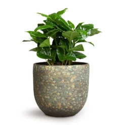 Coffea Arabica - Coffee Plant -Outlet The Ever Sprout Store Coffea arabica Coffee Plant 12x35cm Rinca Plant Pot Shiny Green 15x13cm