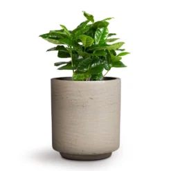 Coffea Arabica - Coffee Plant -Outlet The Ever Sprout Store Coffea arabica Coffee Plant 12x35cm Suzi Plant Pot Grey Washed 15x16.5cm