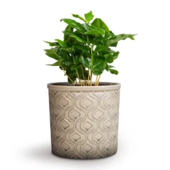 Coffea Arabica - Coffee Plant -Outlet The Ever Sprout Store Coffea arabica Coffee Plant 12x35cm Venetian Plant Pot Grey 16x14cm