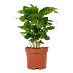 Coffea Arabica - Coffee Plant -Outlet The Ever Sprout Store Coffee arabica Coffee Plant 12x35cm