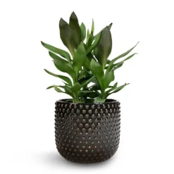 Cordyline Fruticosa Glauca - Green Ti Plant -Outlet The Ever Sprout Store Cordyline fruticosa Glauca Green Ti Plant 19x55cm Bolino Plant Pot Shiny Black 24x21cm 1 ffdf3e51 28a9 4118 bbb5 714942084fb8