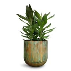 Cordyline Fruticosa Glauca - Green Ti Plant -Outlet The Ever Sprout Store Cordyline fruticosa Glauca Green Ti Plant 19x55cm Caro Metal Plant Pots Set6 Copper Green 1