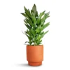 Cordyline Fruticosa Glauca - Green Ti Plant