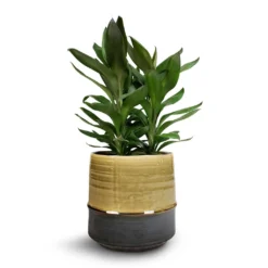 Cordyline Fruticosa Glauca - Green Ti Plant -Outlet The Ever Sprout Store Cordyline fruticosa Glauca Green Ti Plant 19x55cm Marlijn Plant Pot Thyme 21x21cm