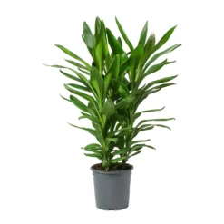 Cordyline Fruticosa Glauca - Green Ti Plant -Outlet The Ever Sprout Store Cordyline fruticosa Glauca Green Ti Plant Large