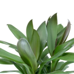 Cordyline Fruticosa Glauca - Green Ti Plant -Outlet The Ever Sprout Store Cordyline fruticosa Glauca Green Ti Plant Leaves