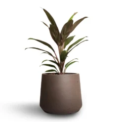 Cordyline Fruticosa Rumba - Hawaiian Ti Plant -Outlet The Ever Sprout Store Cordyline fruticosa Rumba Hawaiian Ti Plant 12x35cm Patt Plant Pot Ash Brown 17x14cm