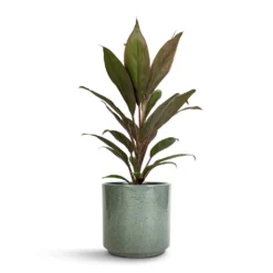 Cordyline Fruticosa Rumba - Hawaiian Ti Plant -Outlet The Ever Sprout Store Cordyline fruticosa Rumba Hawaiian Ti Plant 12x35cm Remmi Glaze Plant Pot Green 14x14cm be6d917c 0351 45d1 b6df 4409cbbfa099