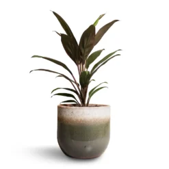 Cordyline Fruticosa Rumba - Hawaiian Ti Plant -Outlet The Ever Sprout Store Cordyline fruticosa Rumba Hawaiian Ti Plant 12x35cm Tarra Plant Pot Forest 15x13cm