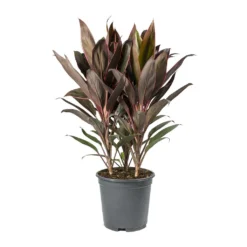 Cordyline Fruticosa Rumba - Hawaiian Ti Plant -Outlet The Ever Sprout Store Cordyline fruticosa Rumba Hawaiian Ti Plant