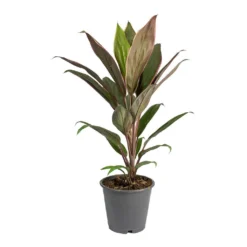 Cordyline Fruticosa Rumba - Hawaiian Ti Plant -Outlet The Ever Sprout Store Cordyline fruticosa Rumba Hawaiian Ti Plant Small