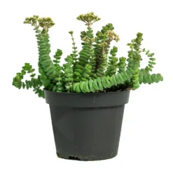 Crassula Marneriana Hottentot - Jade Necklace -Outlet The Ever Sprout Store Crassula marneriana Hottentot Jade Necklace 11cm