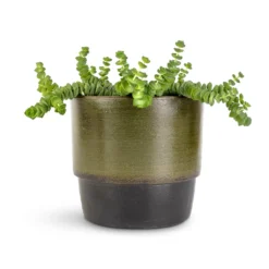 Crassula Marneriana Hottentot - Jade Necklace -Outlet The Ever Sprout Store Crassula marneriana Hottentot Jade Necklace 11x15cm Erik Plant Pot Olive 14x12cm