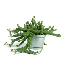Crassula Marneriana Hottentot - Jade Necklace -Outlet The Ever Sprout Store Crassula marneriana Hottentot Jade Necklace 14cm
