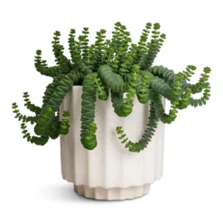 Bourton Scalloped Plant Pot - Ivory -Outlet The Ever Sprout Store Crassula marneriana Hottentot Jade Necklace 14x20cm Bourton Scalloped Plant Pot Ivory 16x16cm