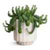 Crassula Marneriana Hottentot - Jade Necklace